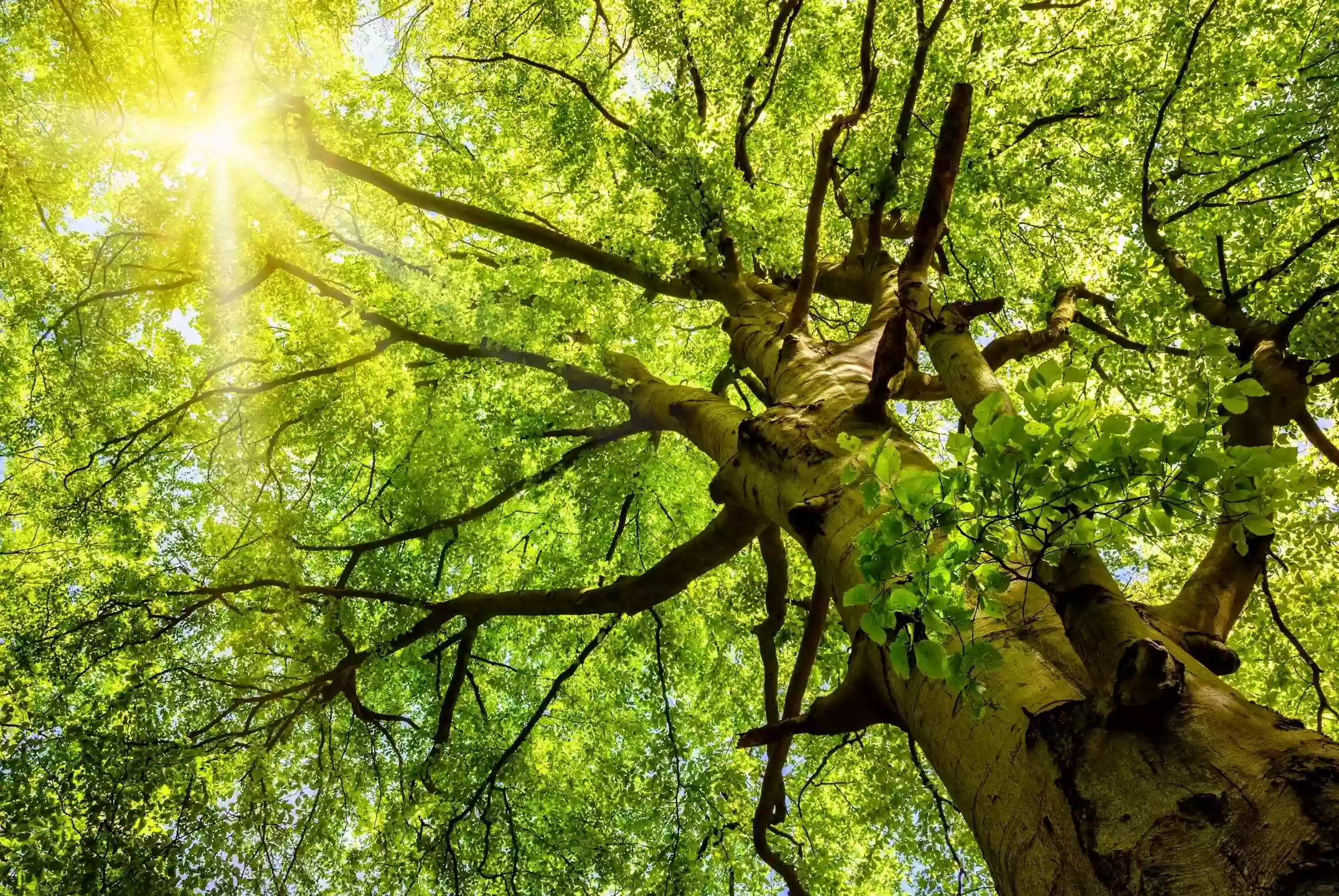 Eagle Rock Tree Service LLC Eagle Rock Tree Service LLC