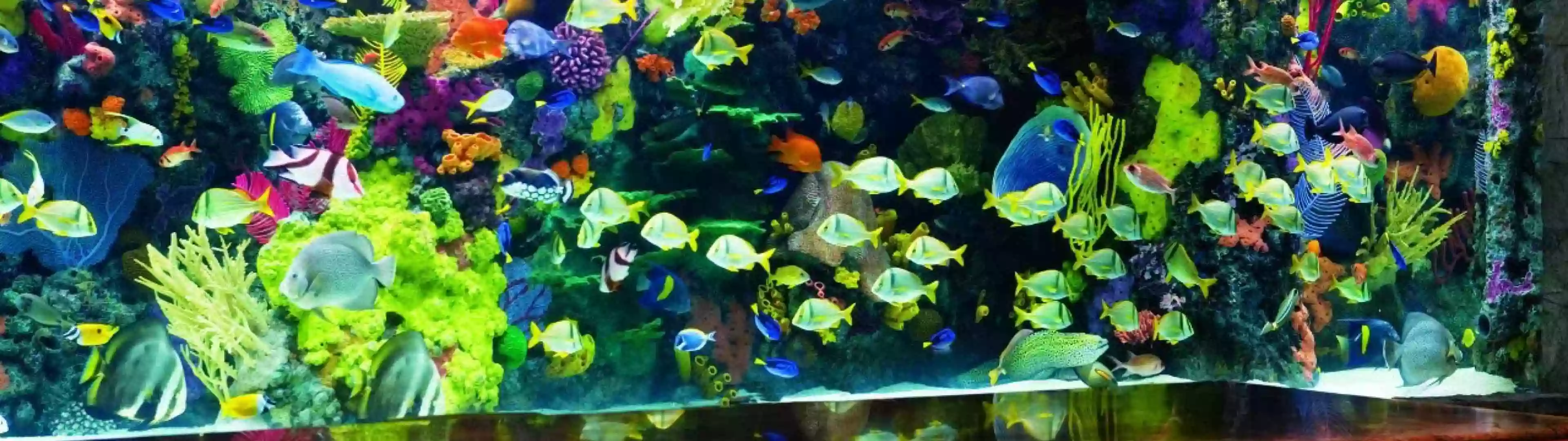 The Aquarium The Aquarium