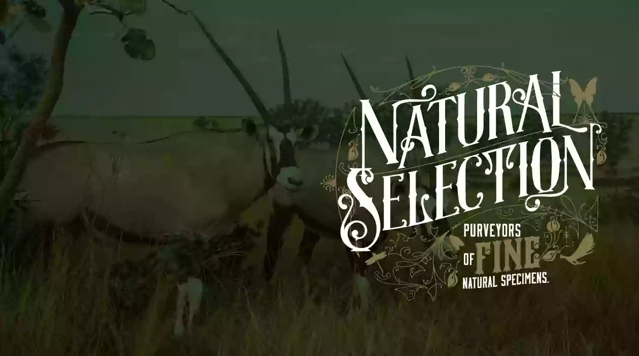 Natural Selection Natural Selection