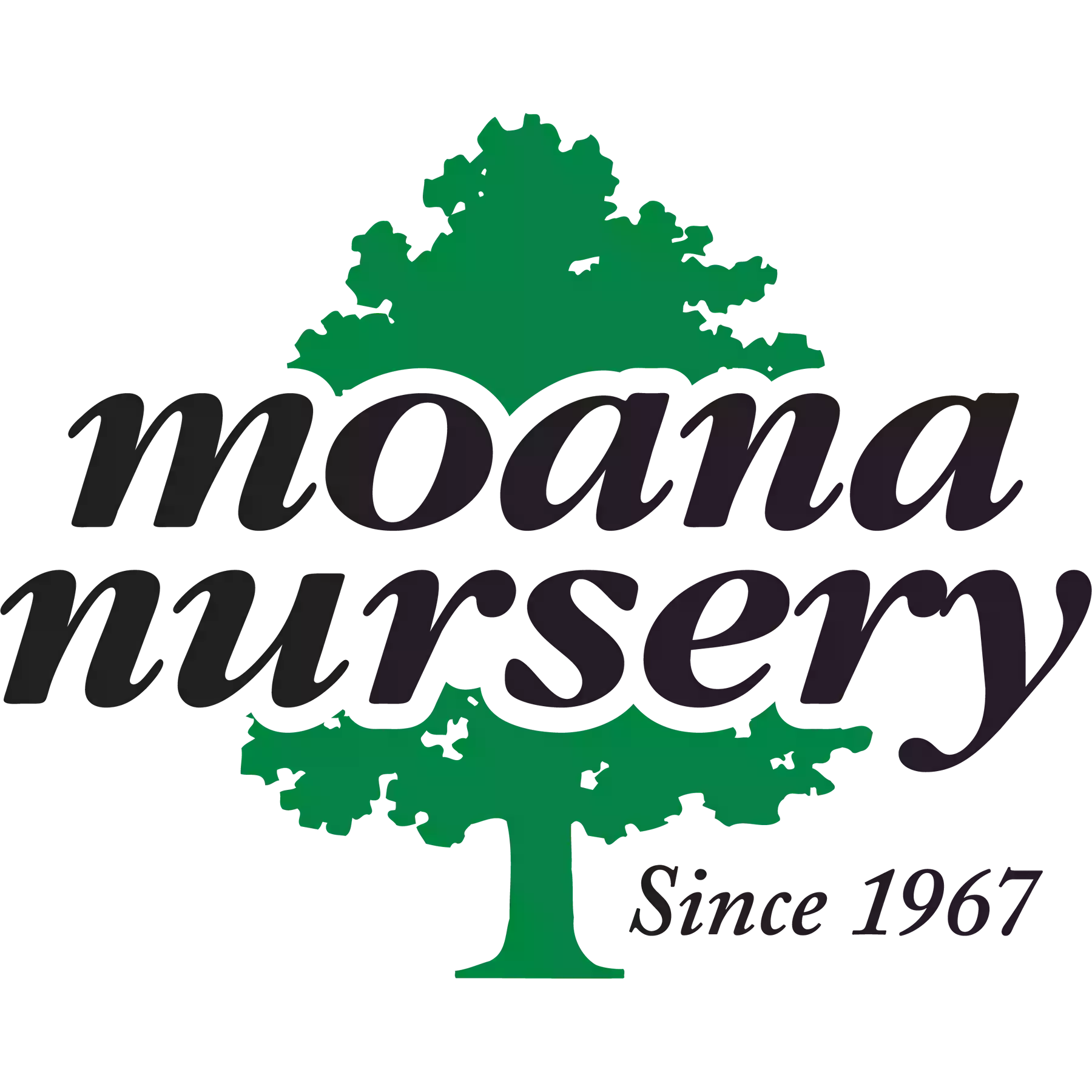 Moana Nursery Moana Nursery