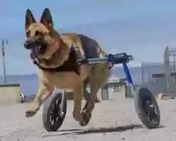 Walkin' Pets Walkin' Pets