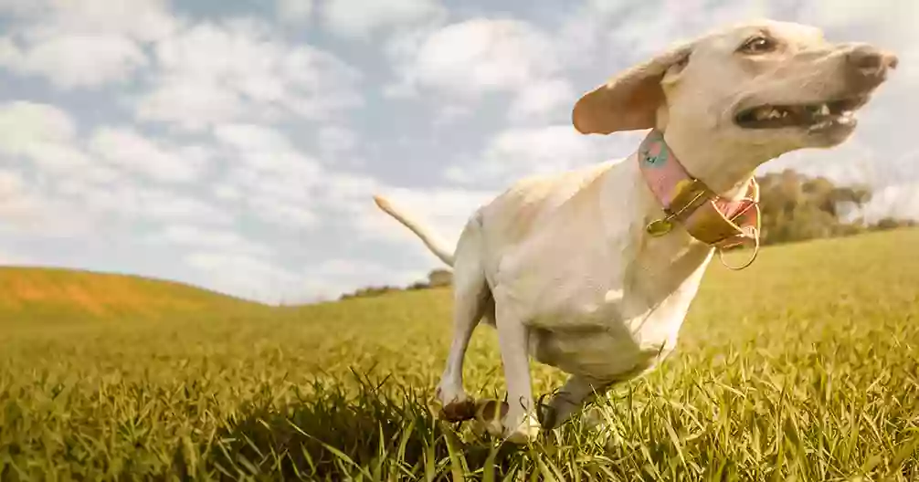 Veterinary Urgent Care - Nashua Veterinary Urgent Care - Nashua