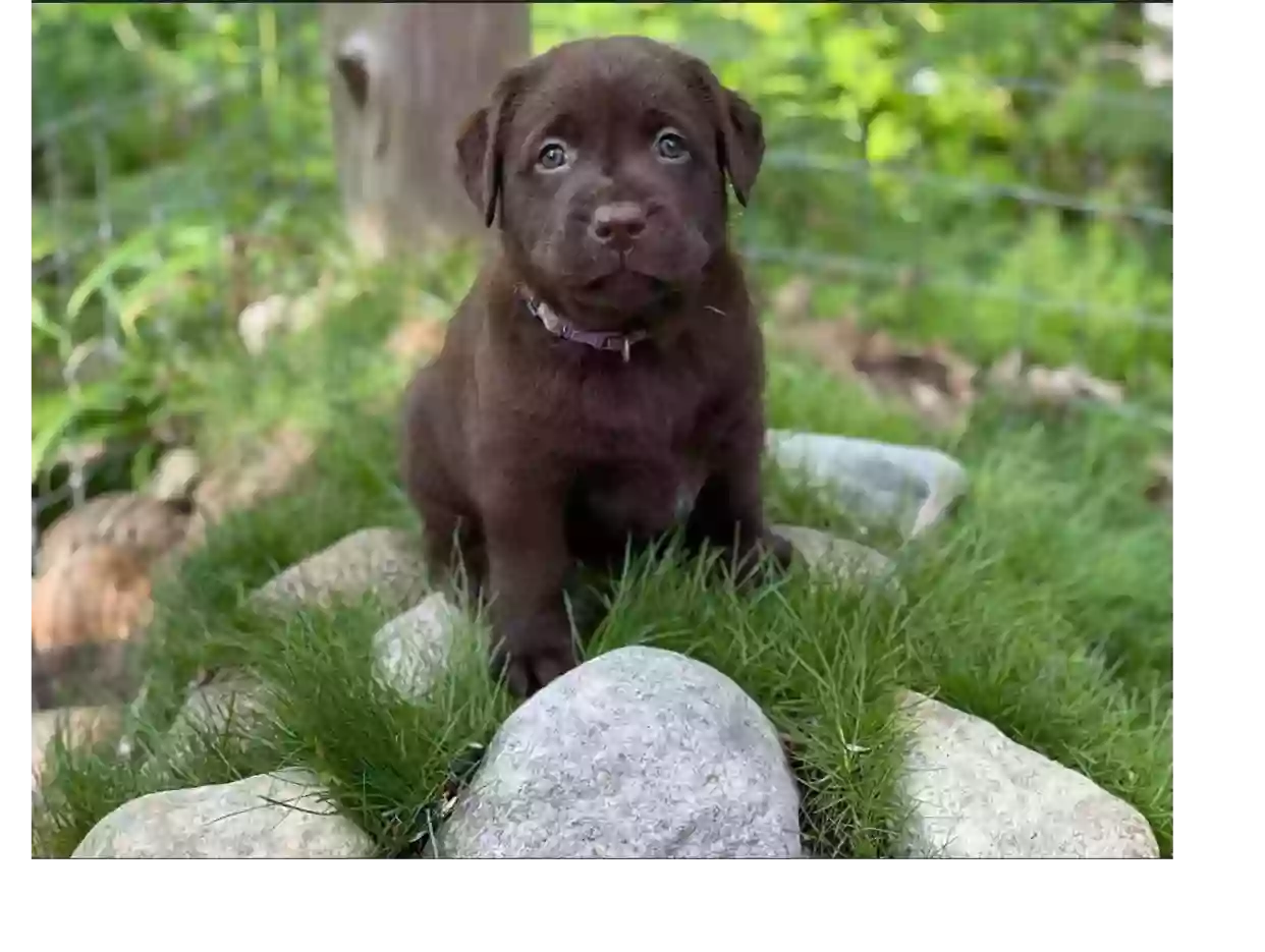 Spellcast Labradors Spellcast Labradors