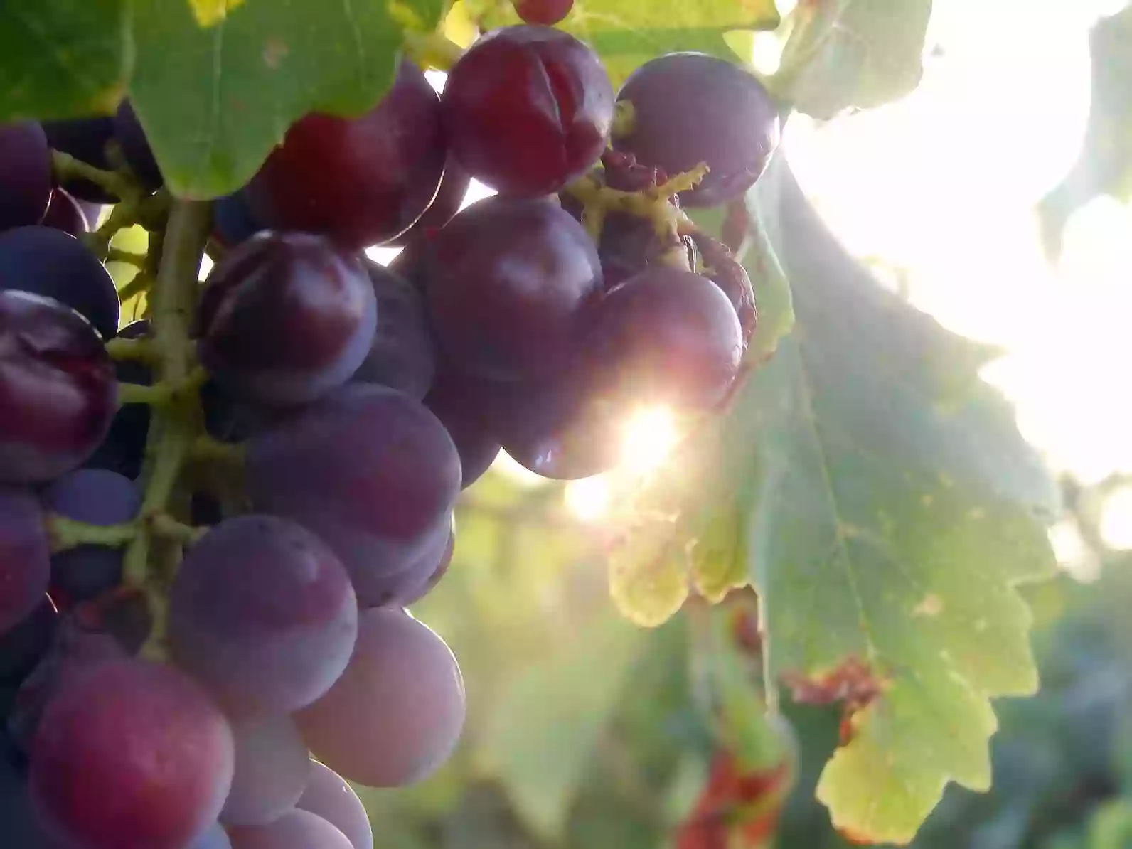 Greater Salem Vineyard Greater Salem Vineyard
