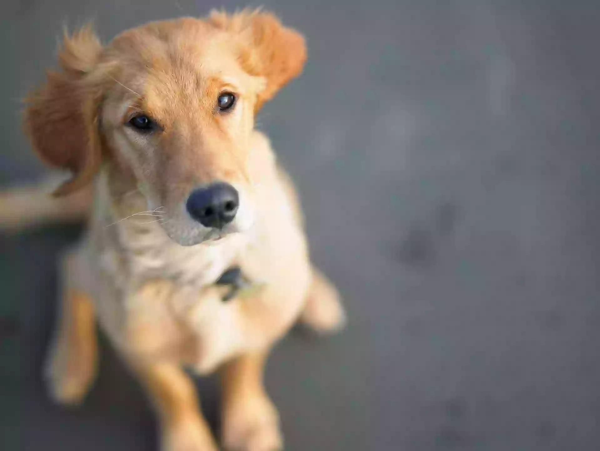 PetPort PetPort