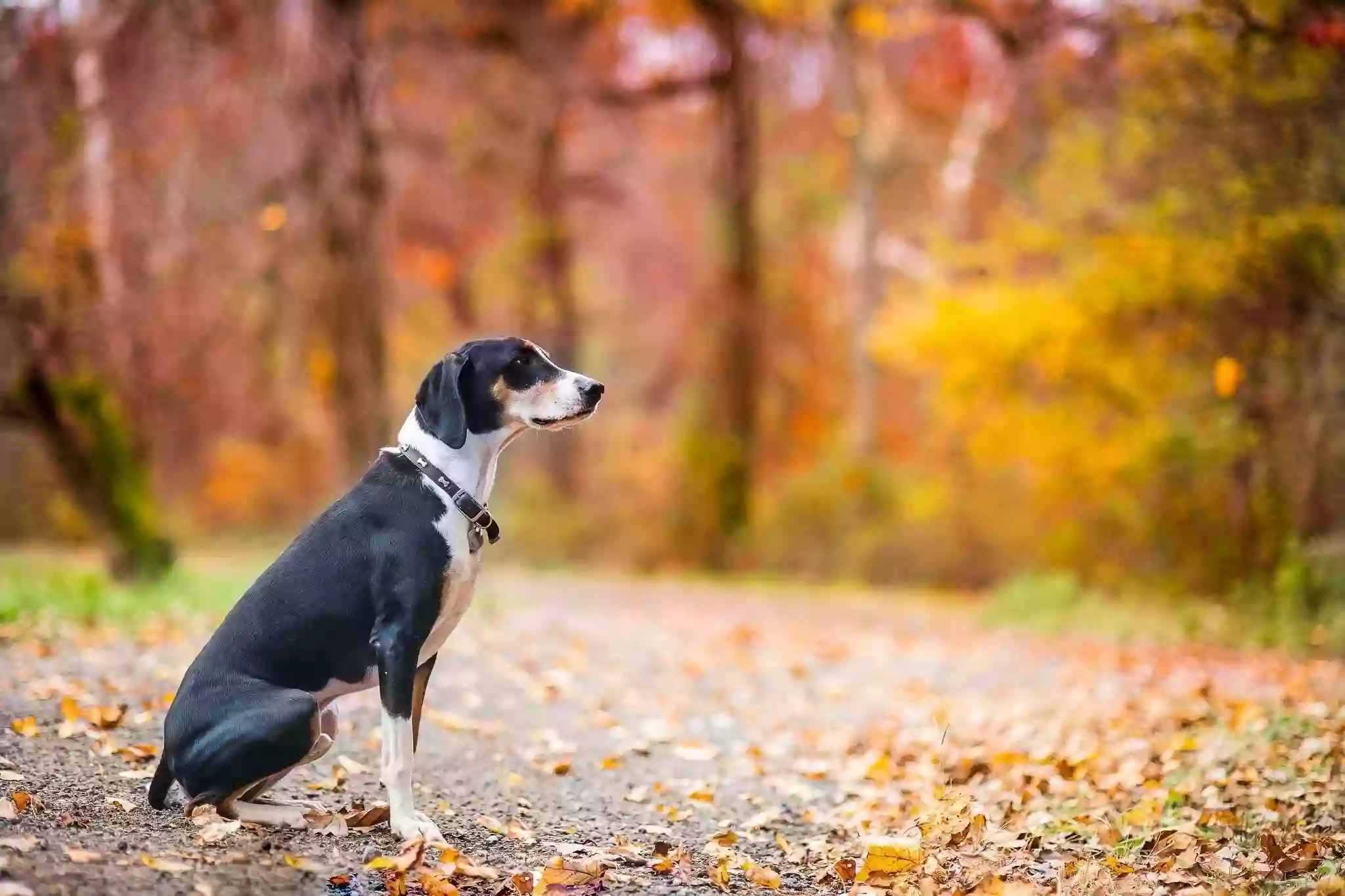 Dog Meadow Dog Meadow