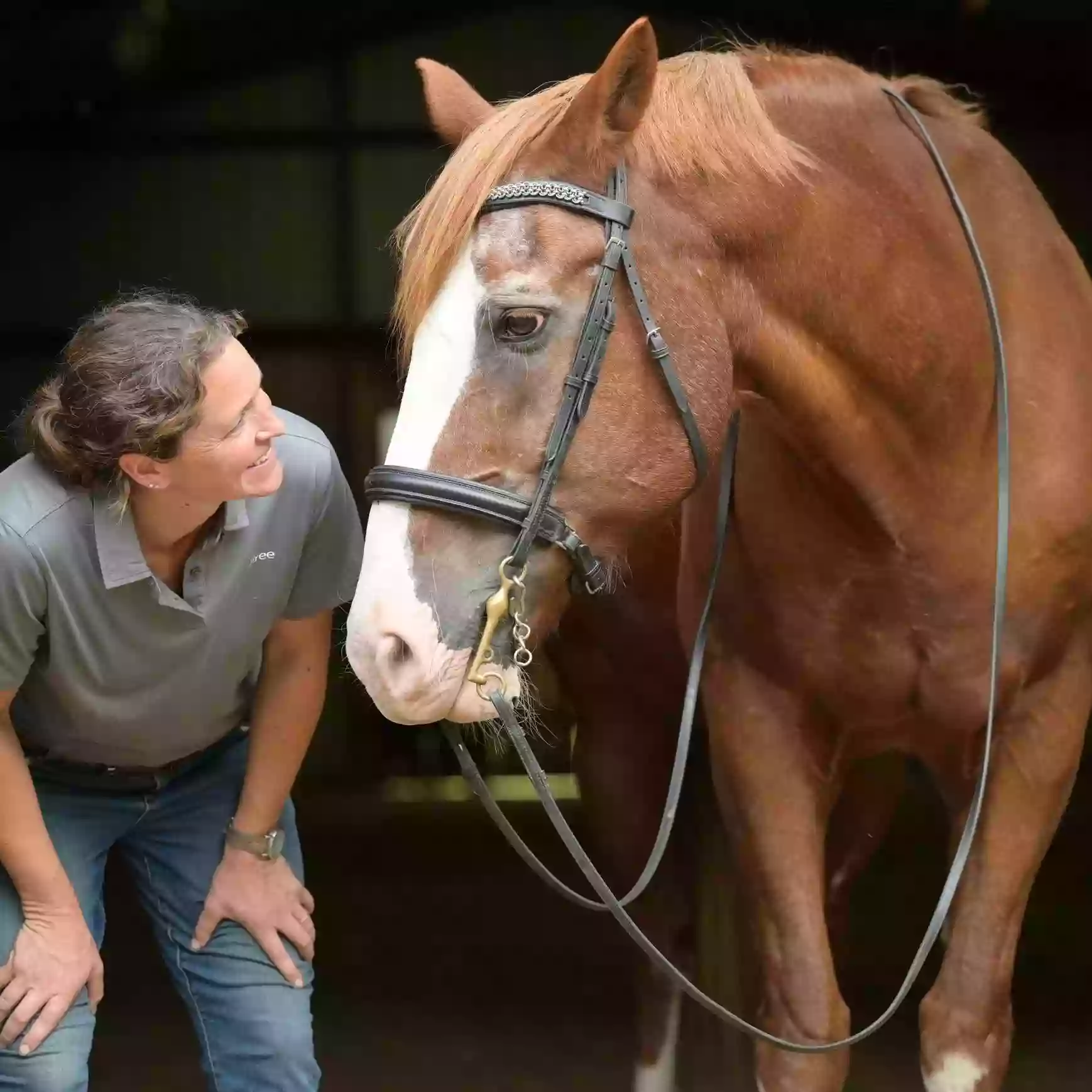 BR Sporthorses BR Sporthorses