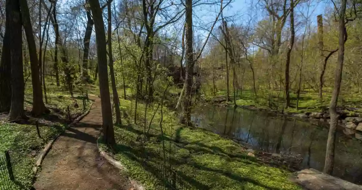 The Ravine The Ravine