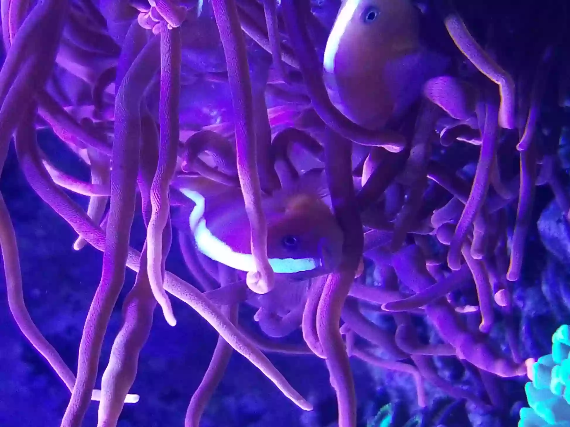 Aqua Culture Aqua Culture