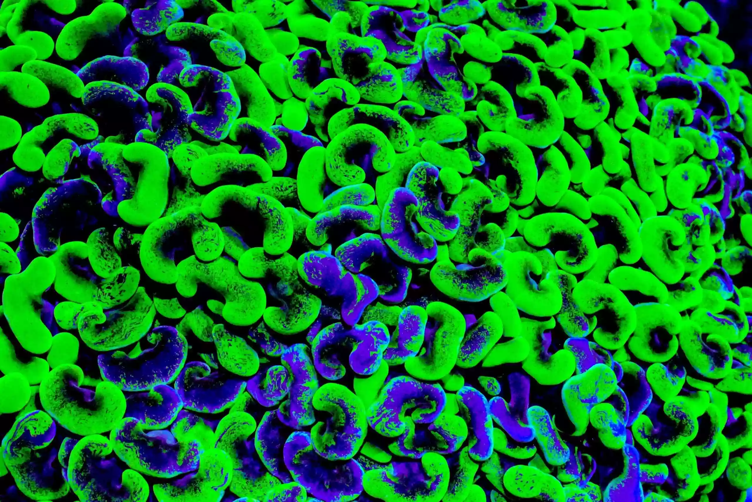 Neon Reefs Neon Reefs