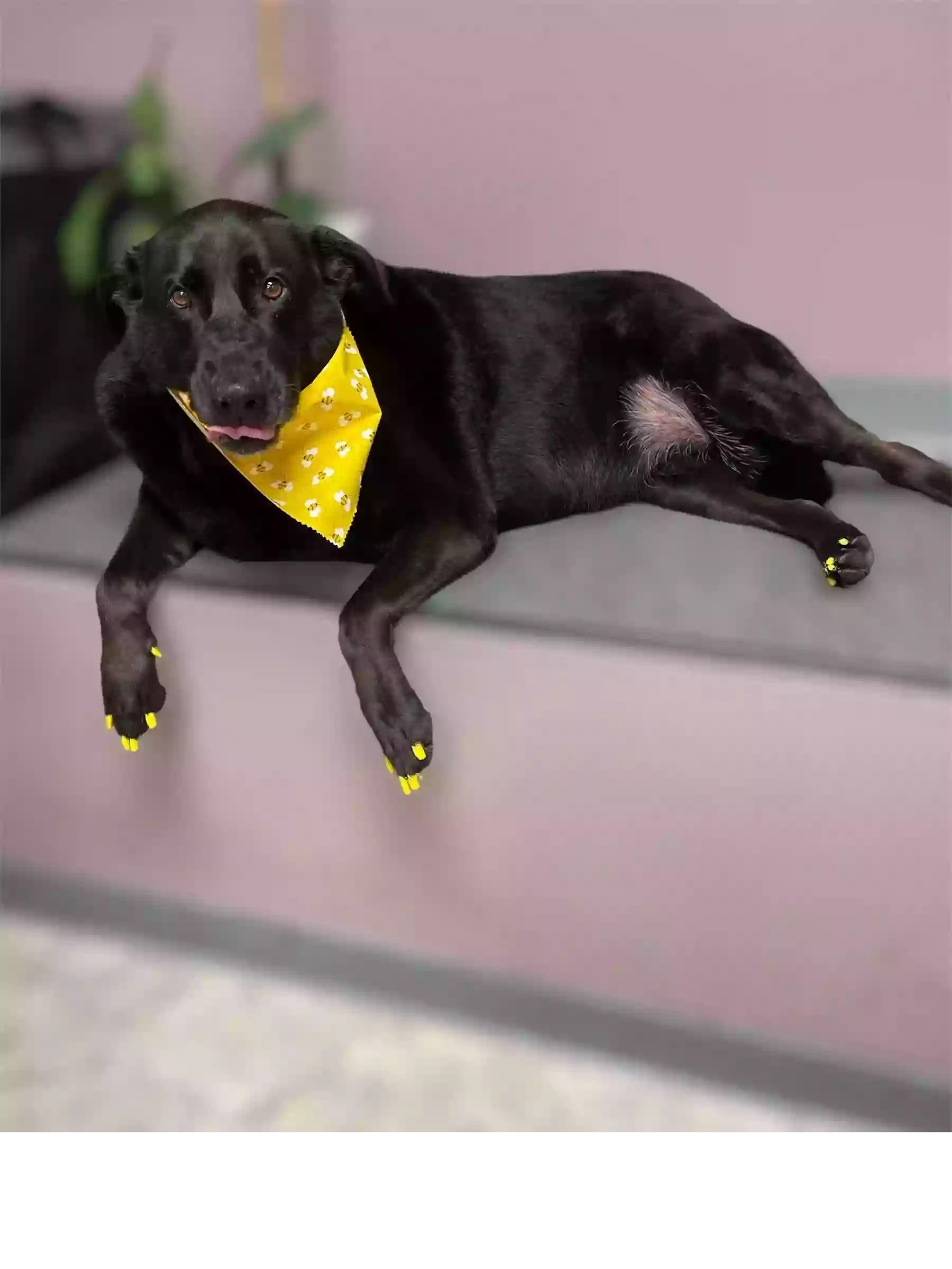 A Spa 4 Paws A Spa 4 Paws