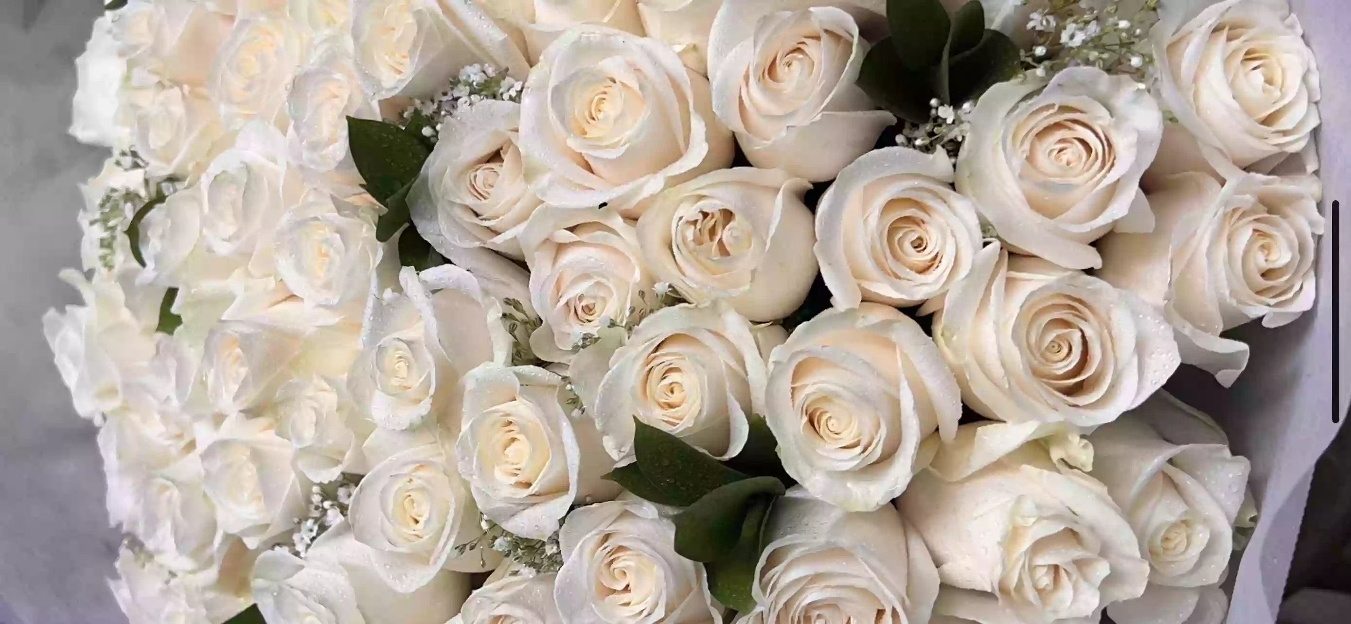 Roses Flowers Roses Flowers