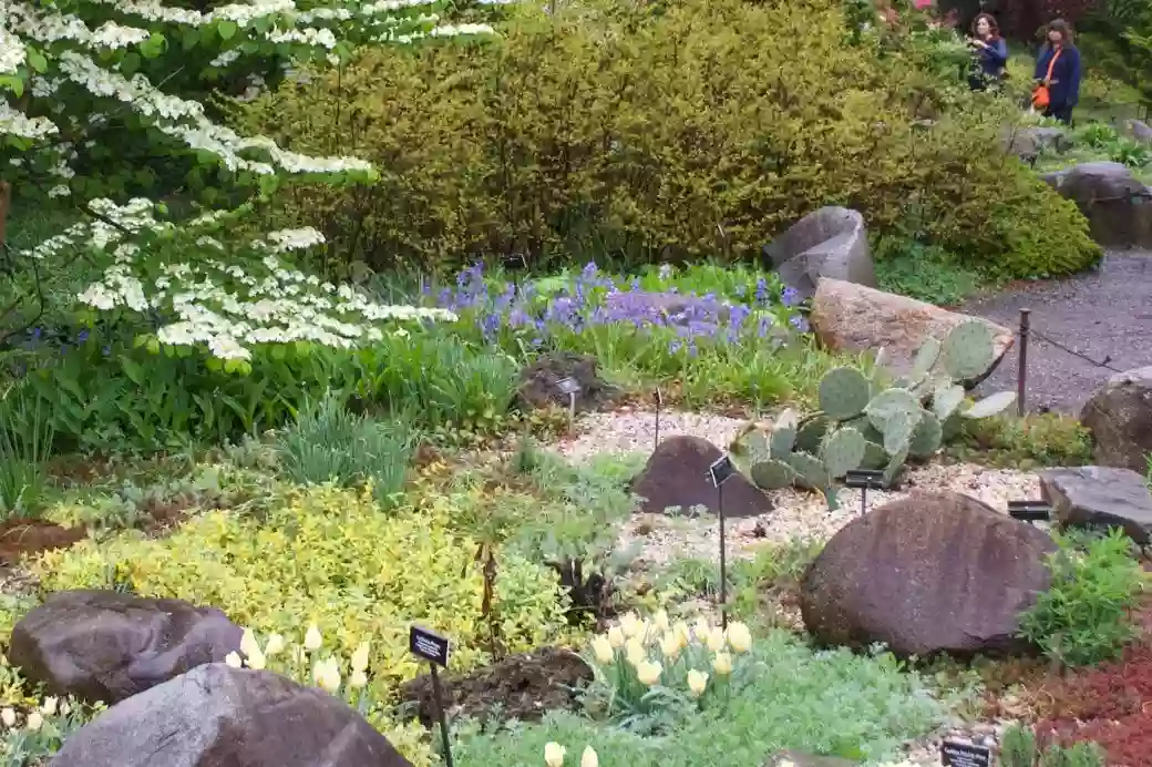 Rock Garden Rock Garden