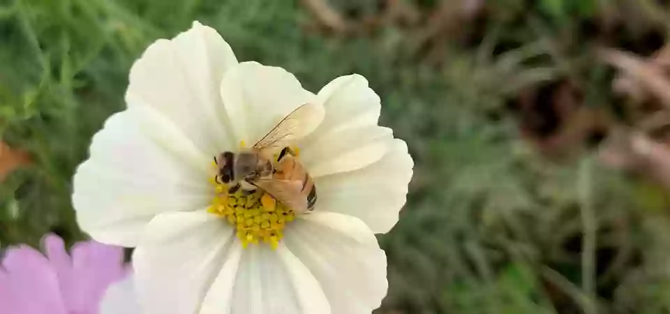 Bee Haven Bee Haven
