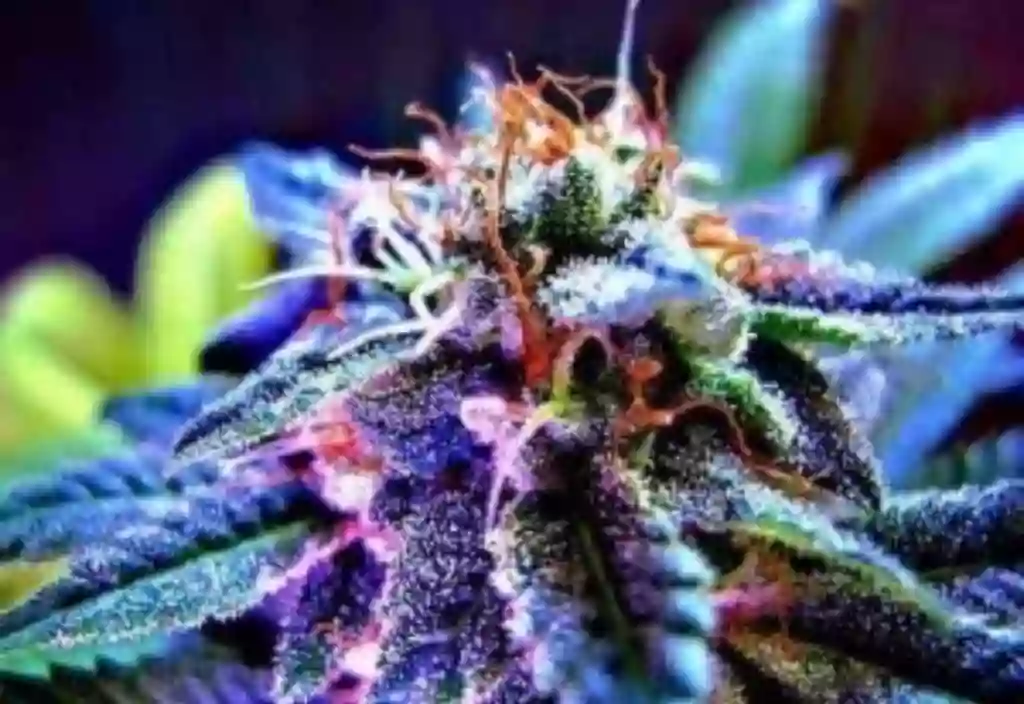 Ohio Cannabis Connection Cincinnati Medical Marijuana Doctor / Card Ohio Cannabis Connection Cincinnati Medical Marijuana Doctor / Card