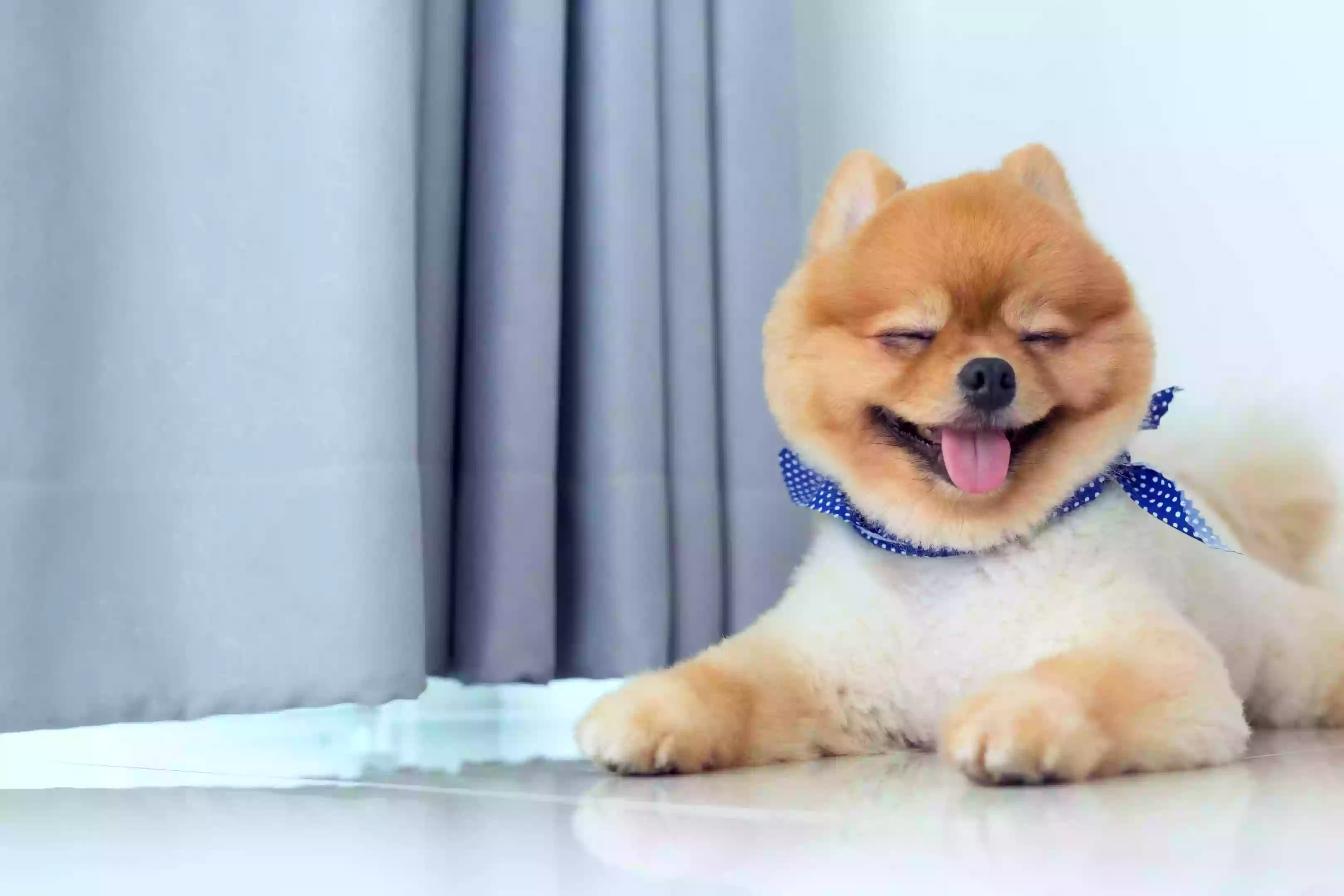 Golden Paws Grooming Golden Paws Grooming