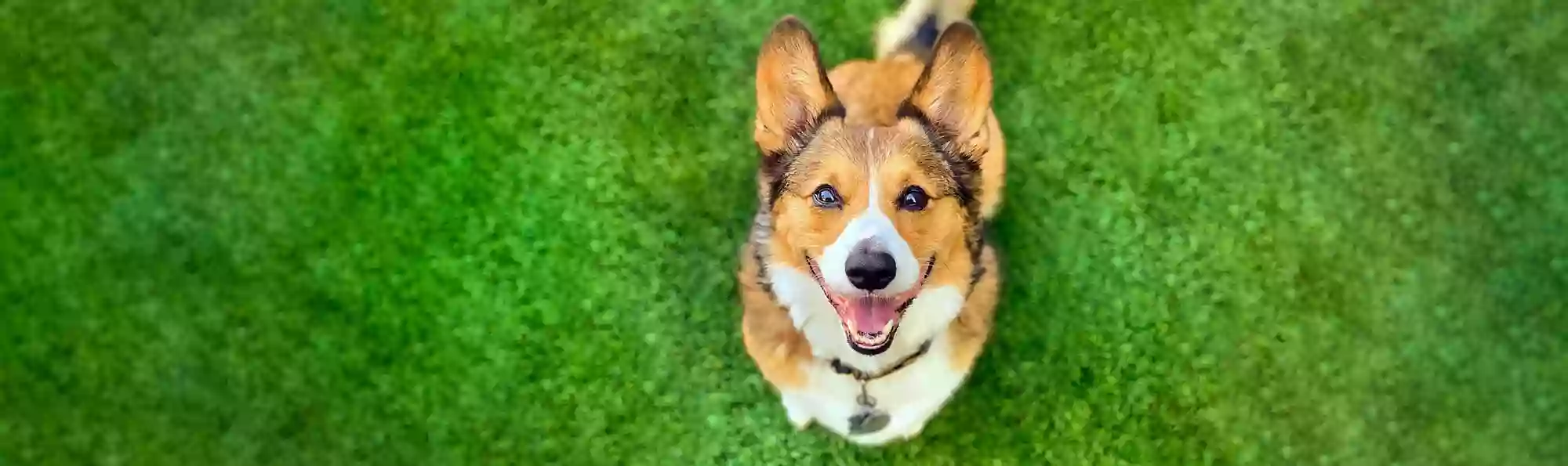 Central Bark Eugene Central Bark Eugene