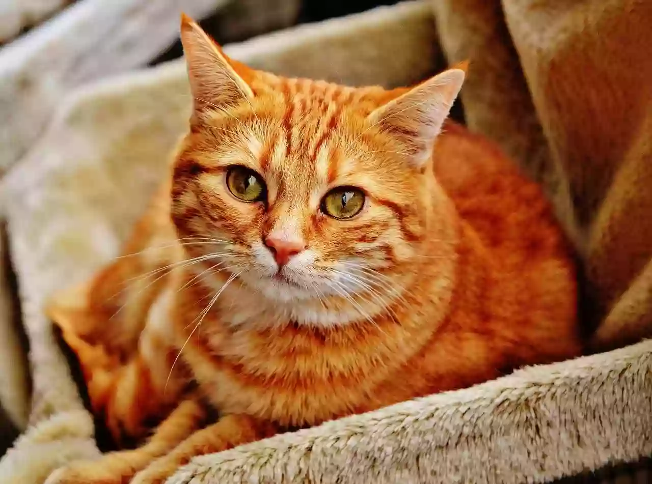 Kitty Cat Hotel Eugene Kitty Cat Hotel Eugene