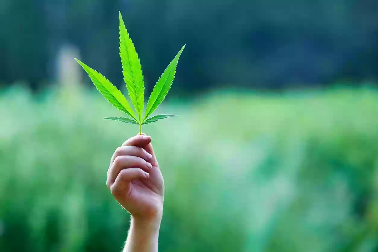 Oasis Cannabis Oasis Cannabis