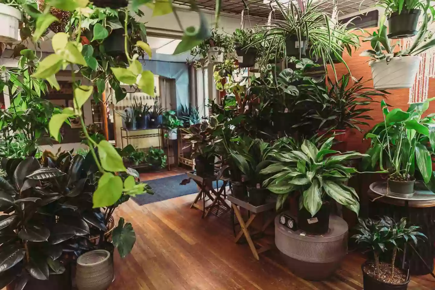 Garden Fever! Garden Fever!