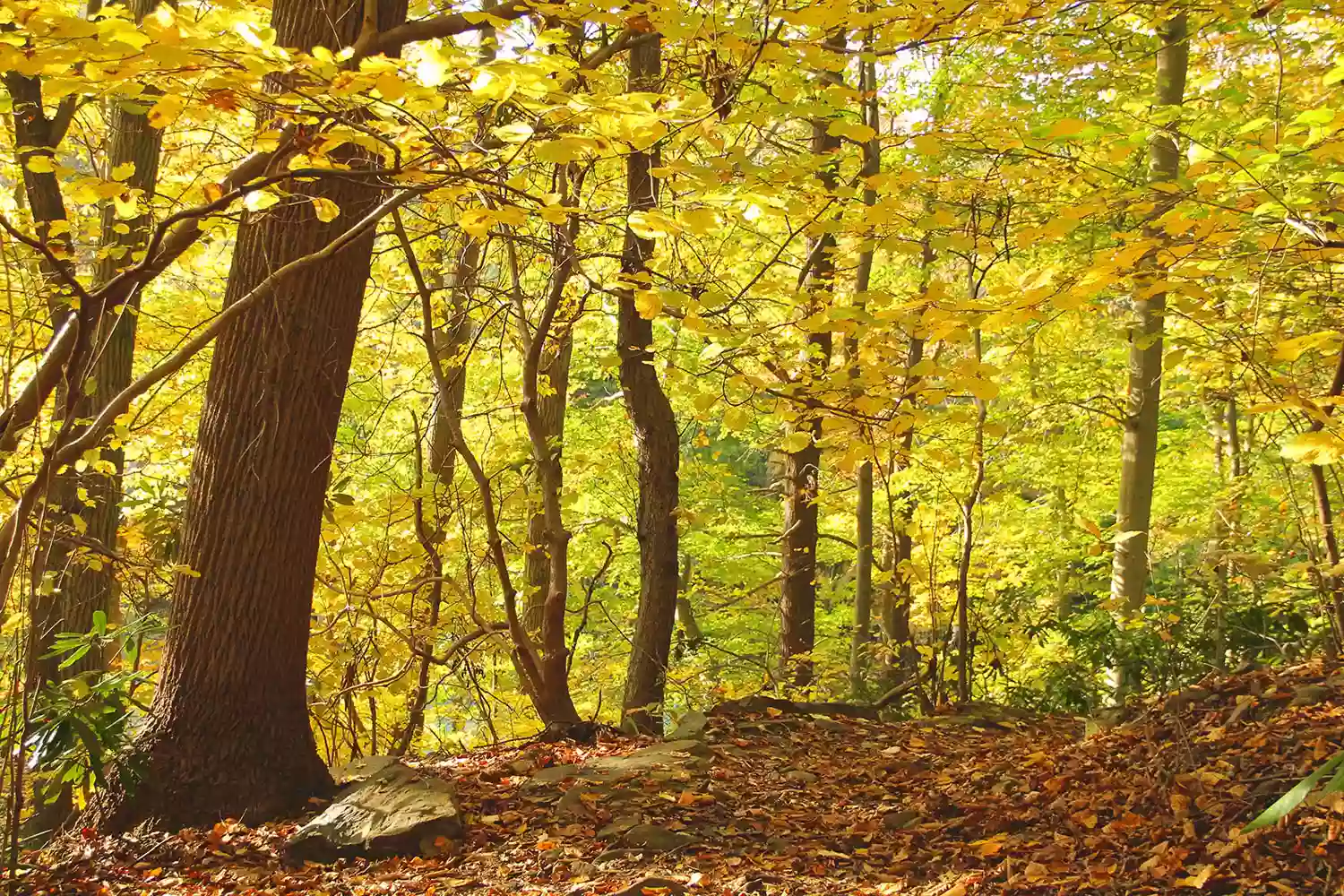 Crum Woods Crum Woods