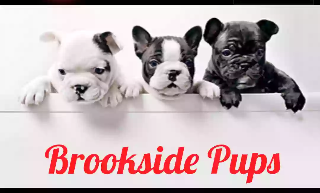 Brookside Puppies Brookside Puppies