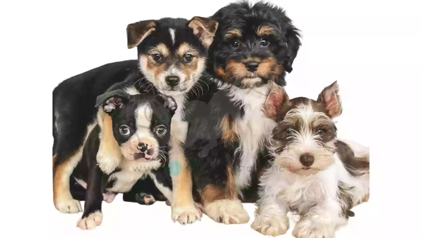 Playful Pets Playful Pets