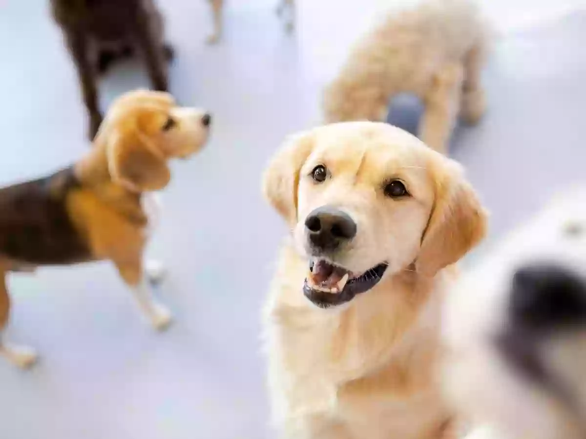 Malvern Veterinary Hospital Malvern Veterinary Hospital