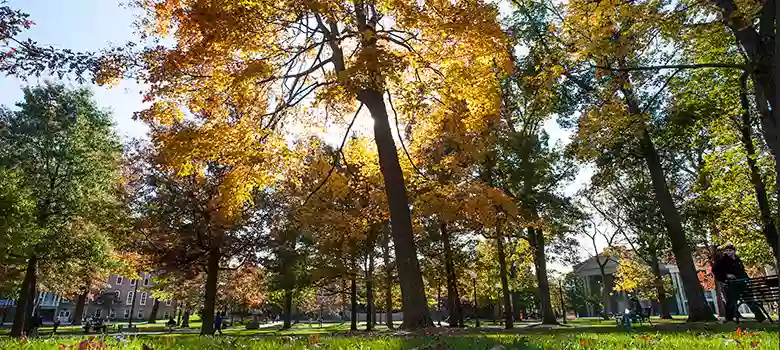 The Oak Grove The Oak Grove