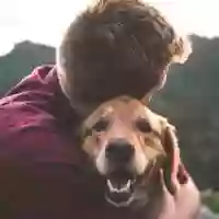 Busy Pets Busy Pets