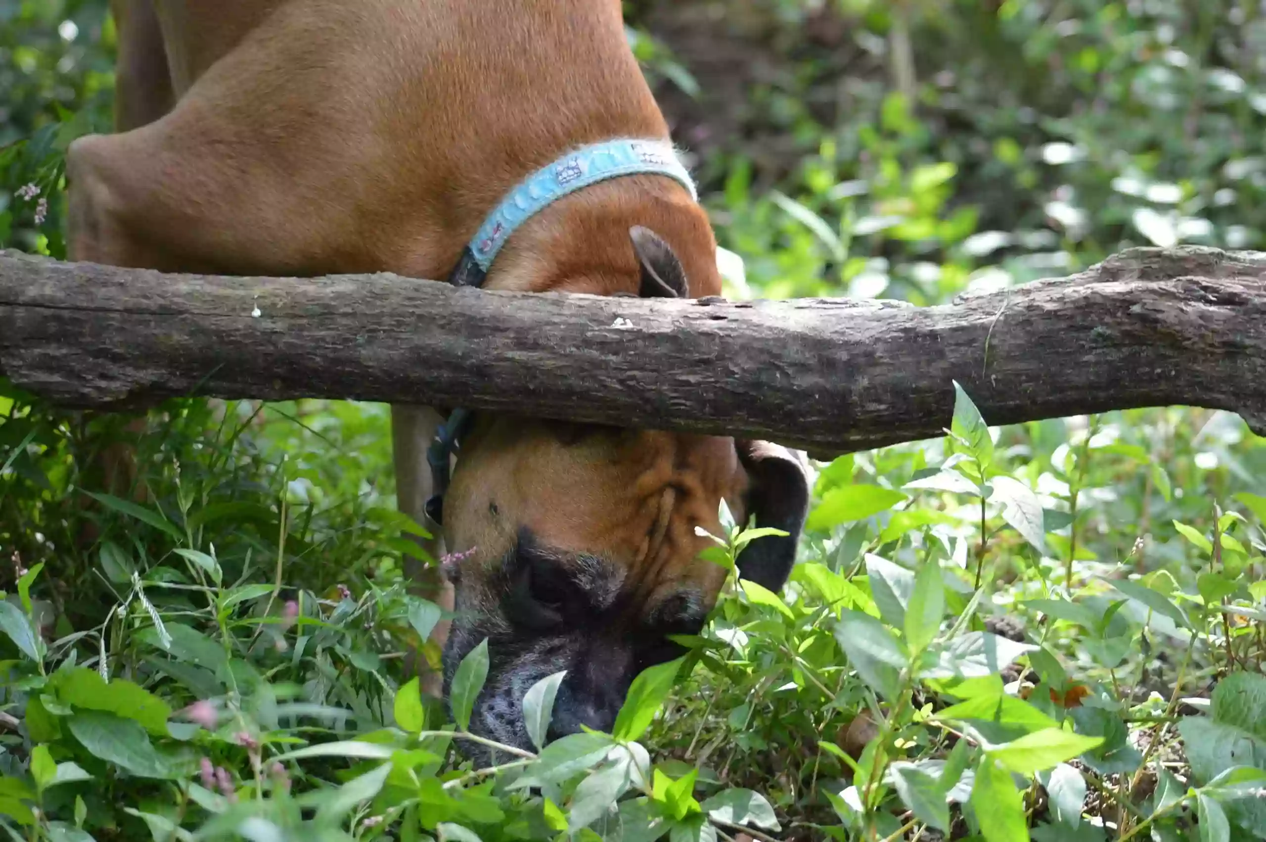Doggofit Doggofit