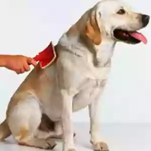 Paws Plus Paws Plus