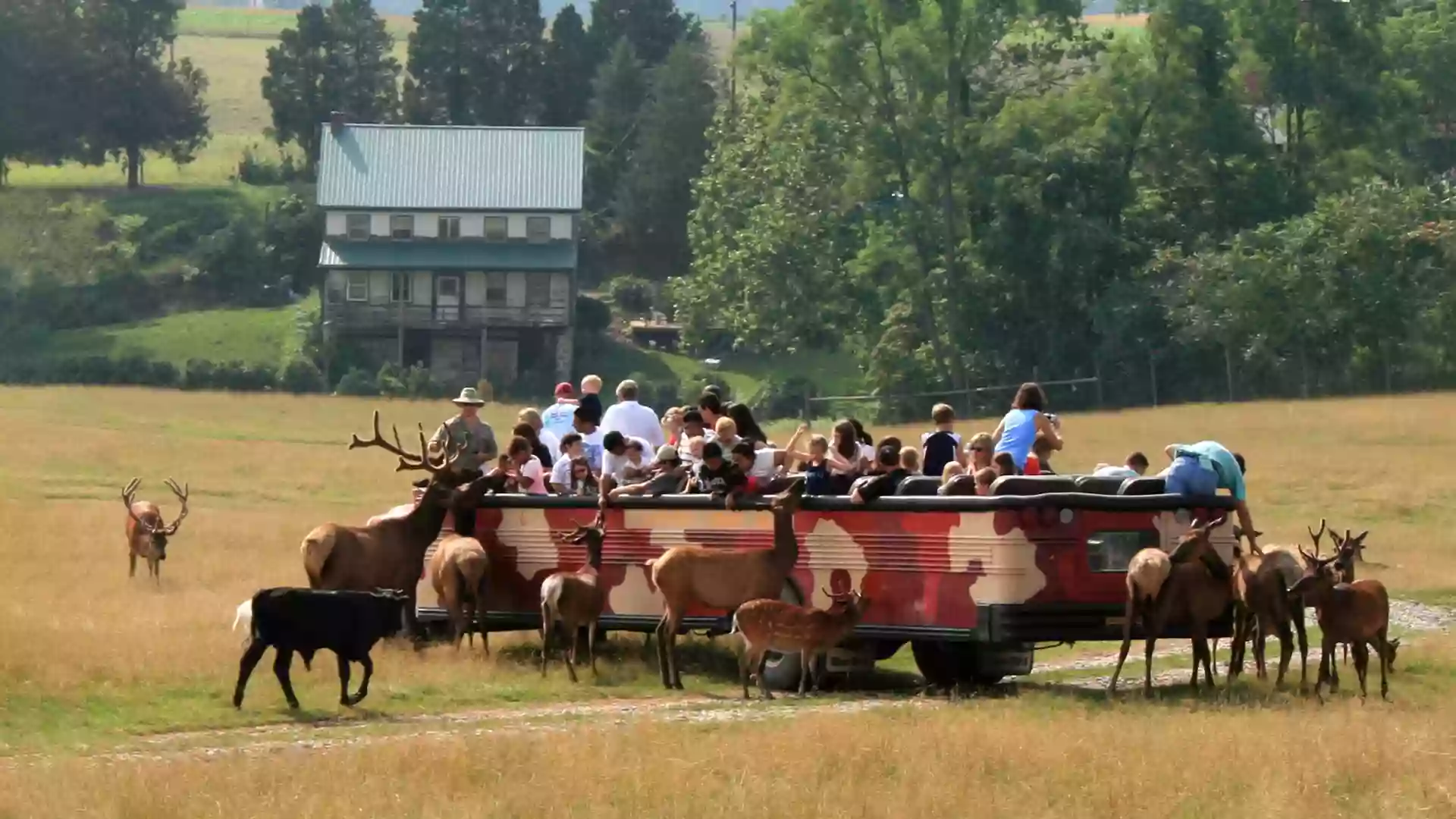 Petting Zoo Petting Zoo