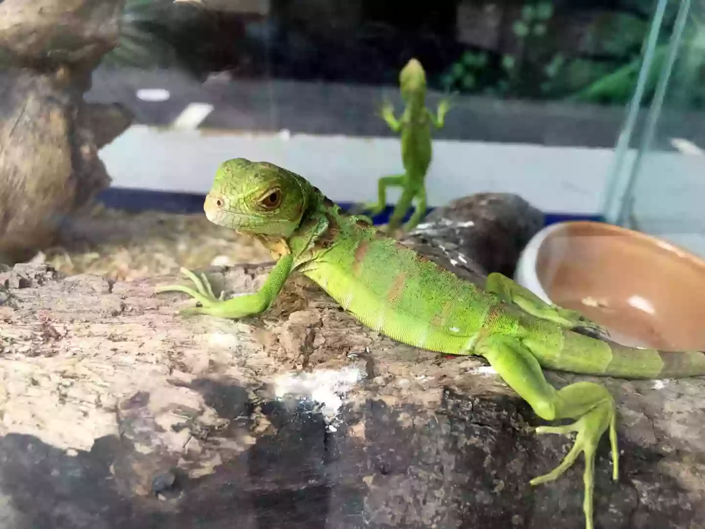 Rexy's Reptiles Rexy's Reptiles