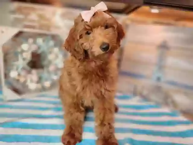Doodle Doo Dogs Doodle Doo Dogs