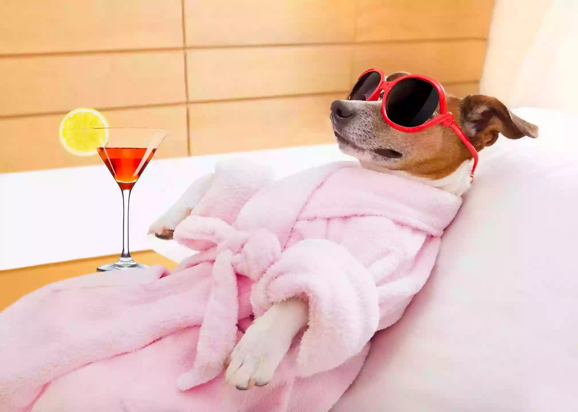 Savvy Pet Services Savvy Pet Services