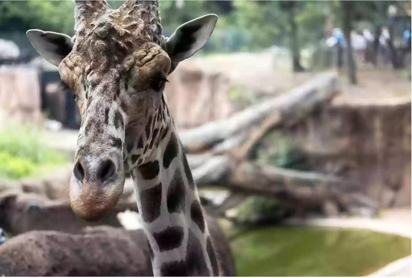 First Aid - Dallas Zoo First Aid - Dallas Zoo
