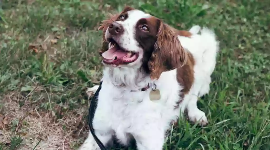 Happy K9 Happy K9