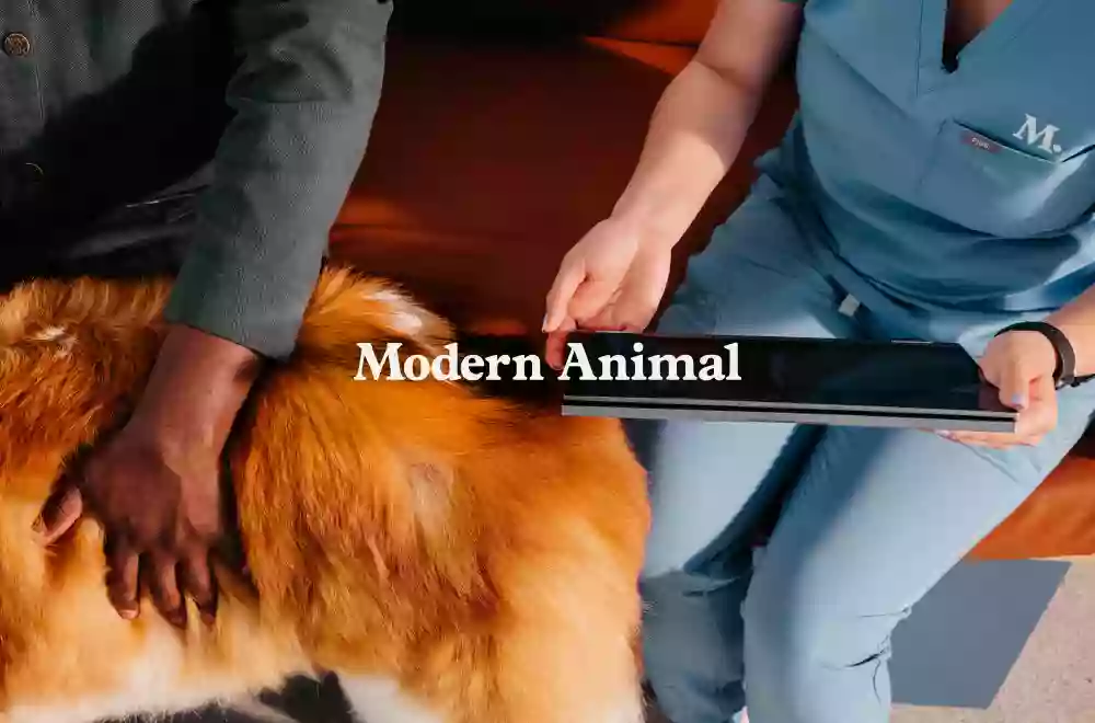 Modern Animal Modern Animal