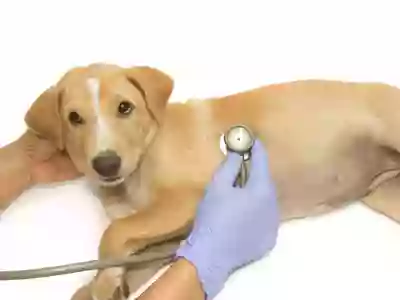 Brazoria County SPCA Low-Cost Spay Neuter Clinic Brazoria County SPCA Low-Cost Spay Neuter Clinic
