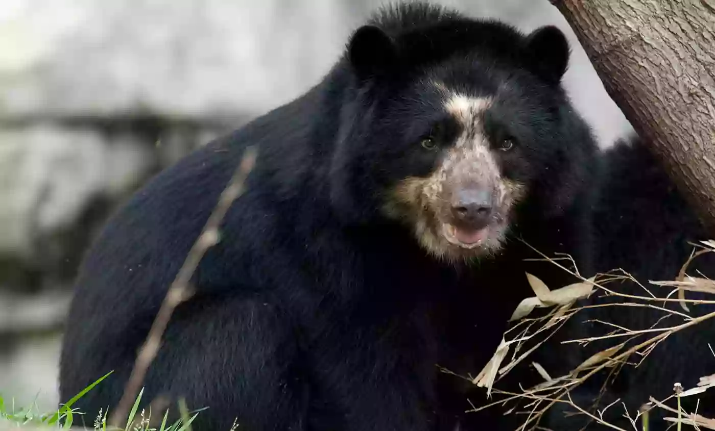 Andean Bear Exhibit Andean Bear Exhibit