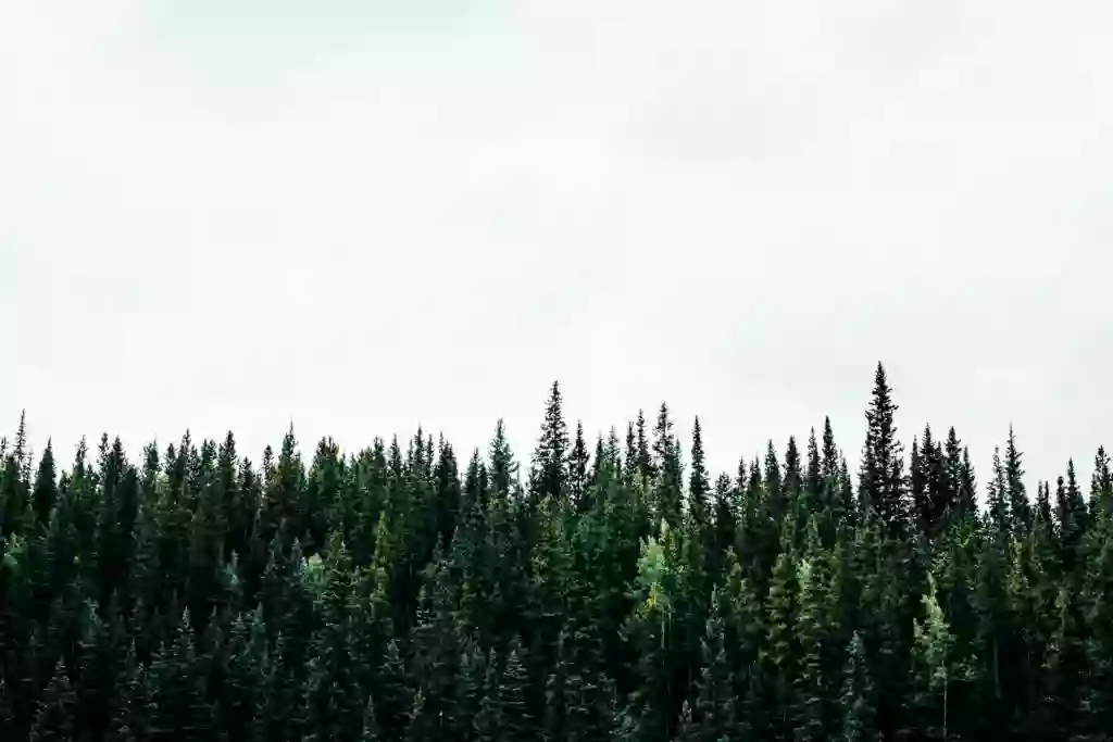 210 Cannabis Co