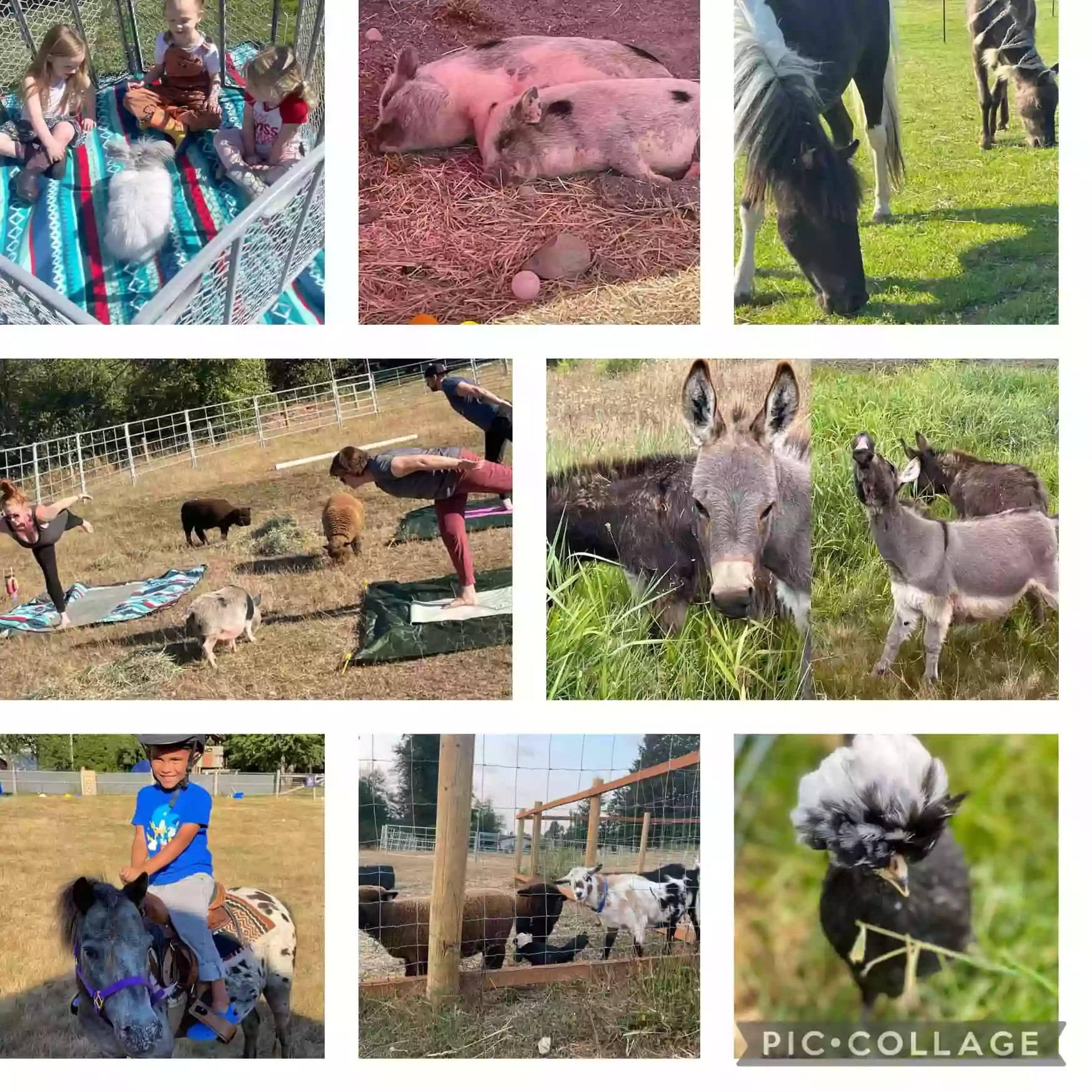 Opal Meadows Farm, LLC Opal Meadows Farm, LLC