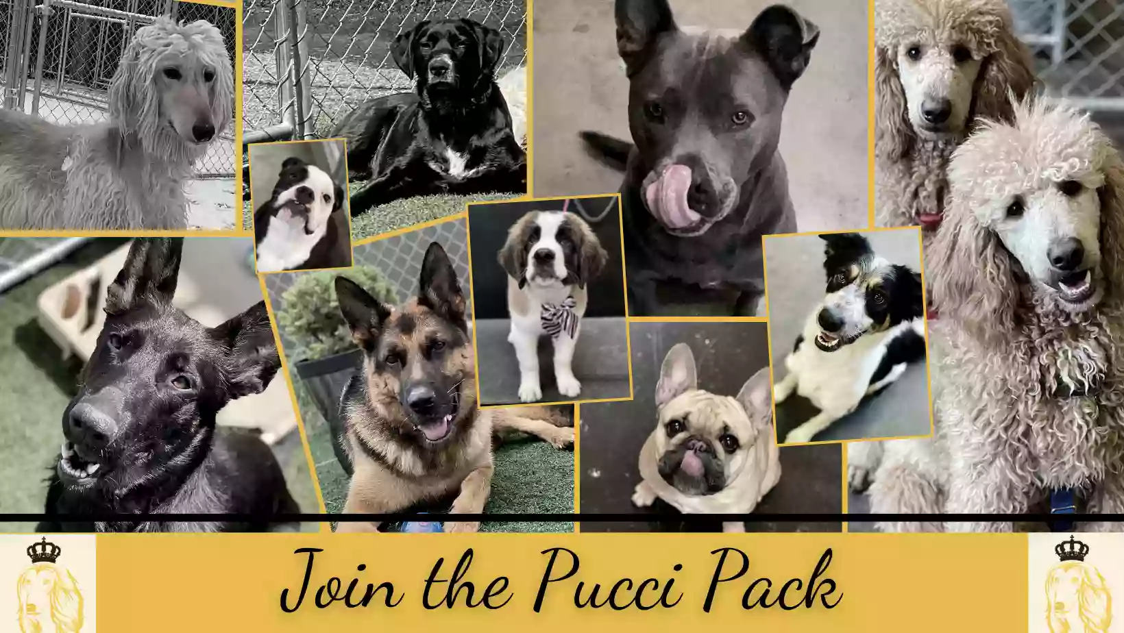 Pucci Pups LLC Pucci Pups LLC