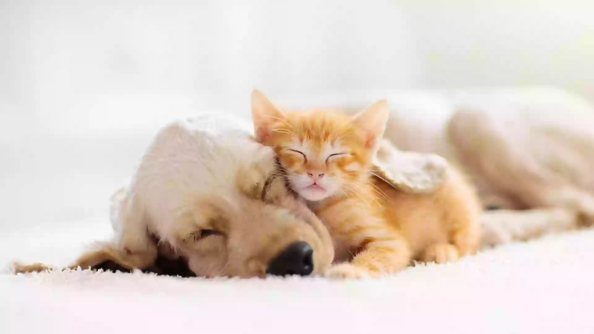 Orchards Veterinary Clinic Orchards Veterinary Clinic