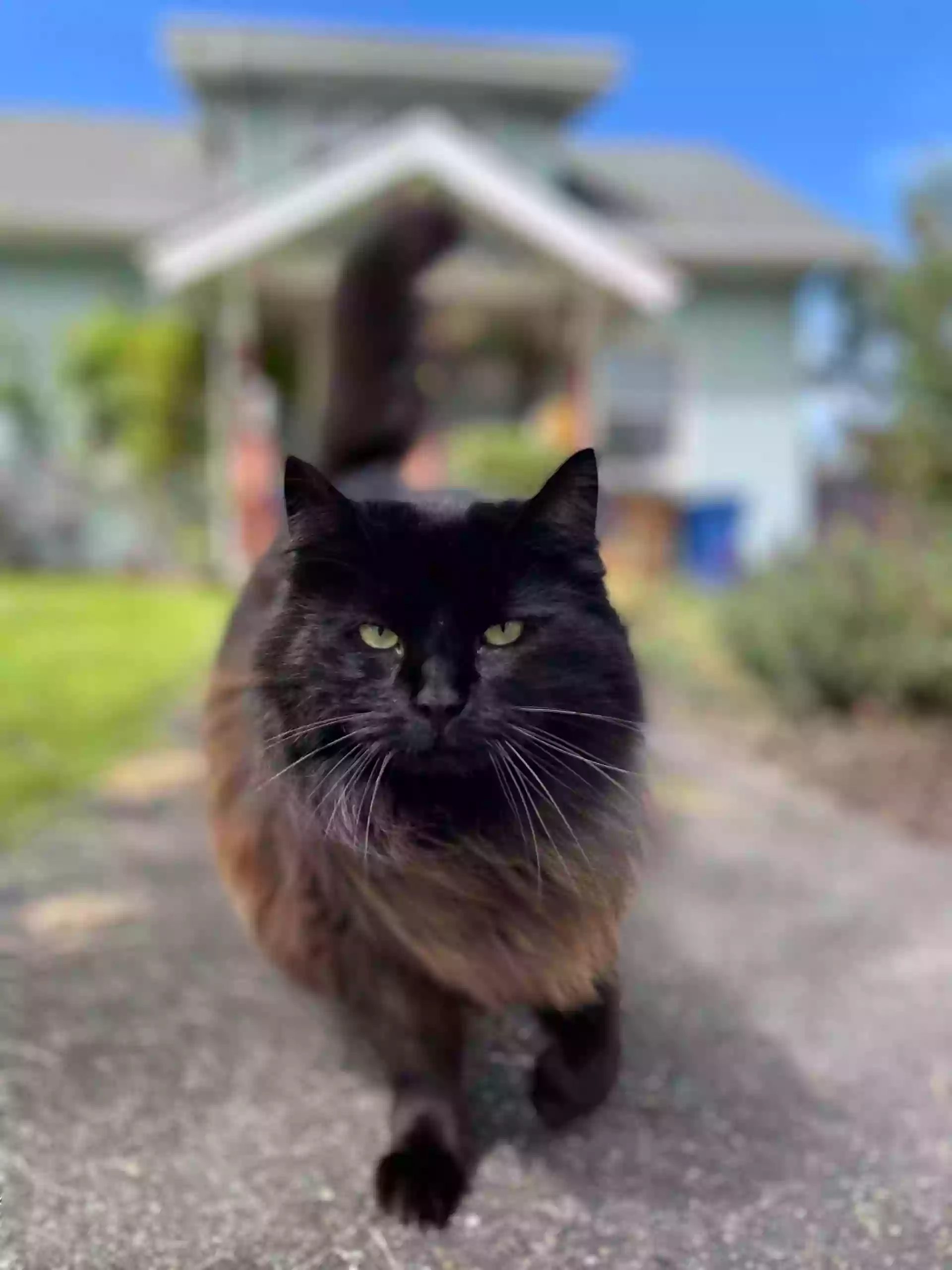 Grit City Kitty Grit City Kitty