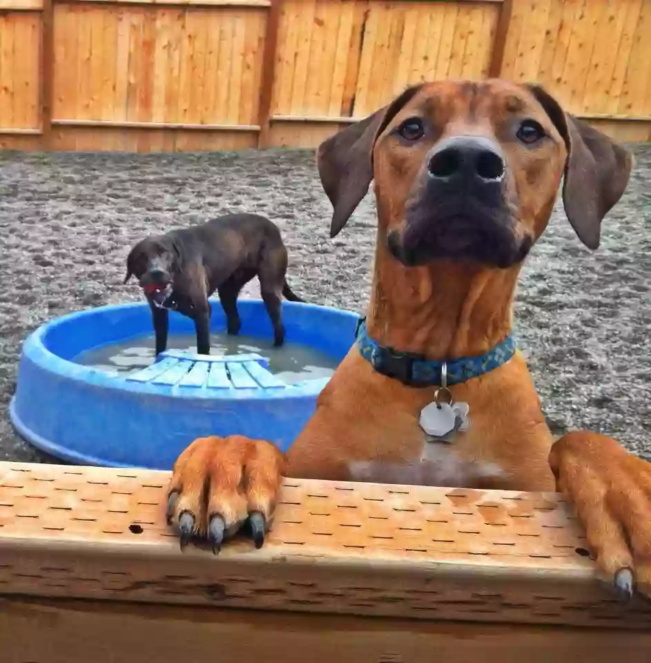 Play Doggie Day Care Play Doggie Day Care
