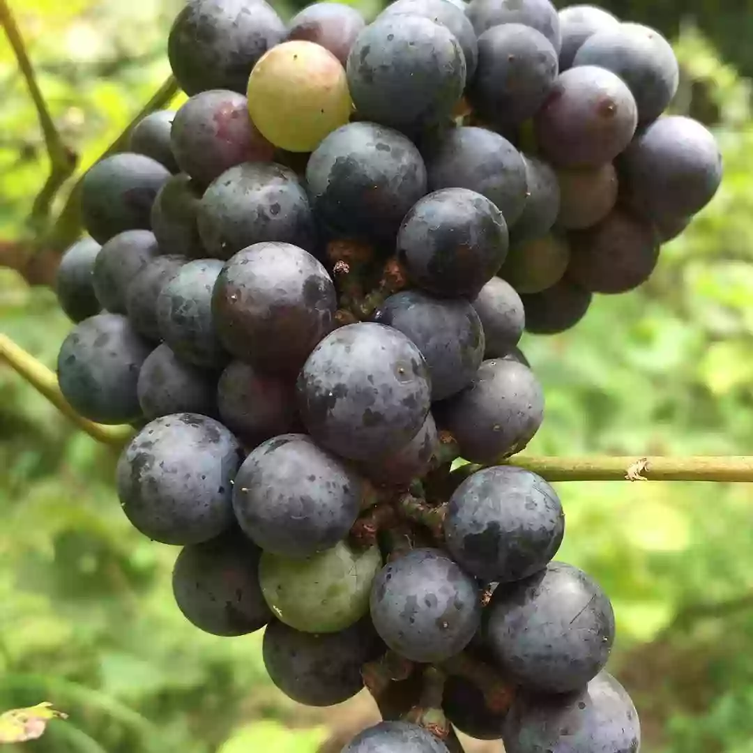 Chestnut Ridge Winery Chestnut Ridge Winery